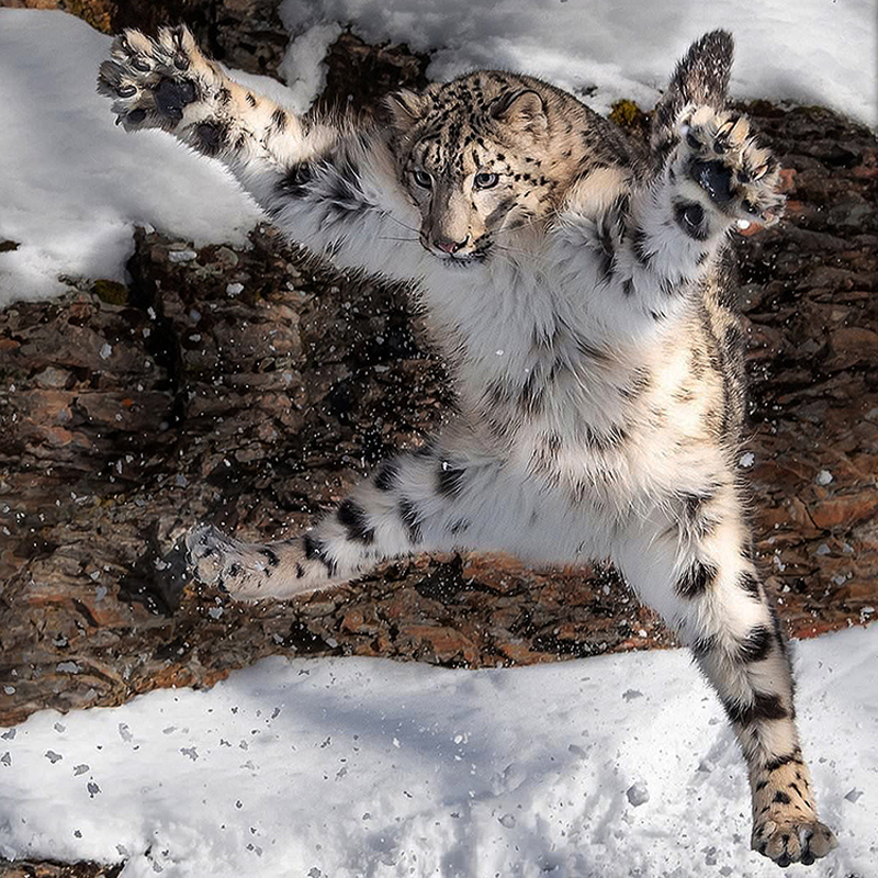 Please wait while picture loads