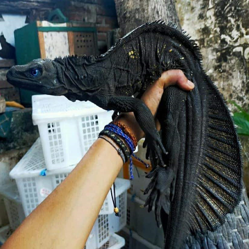 Please wait while picture loads