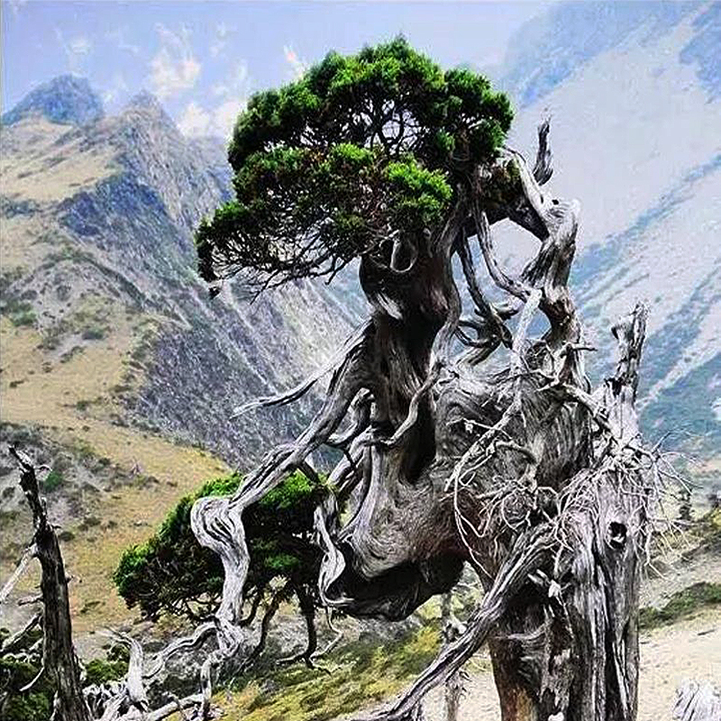 Please wait while picture loads