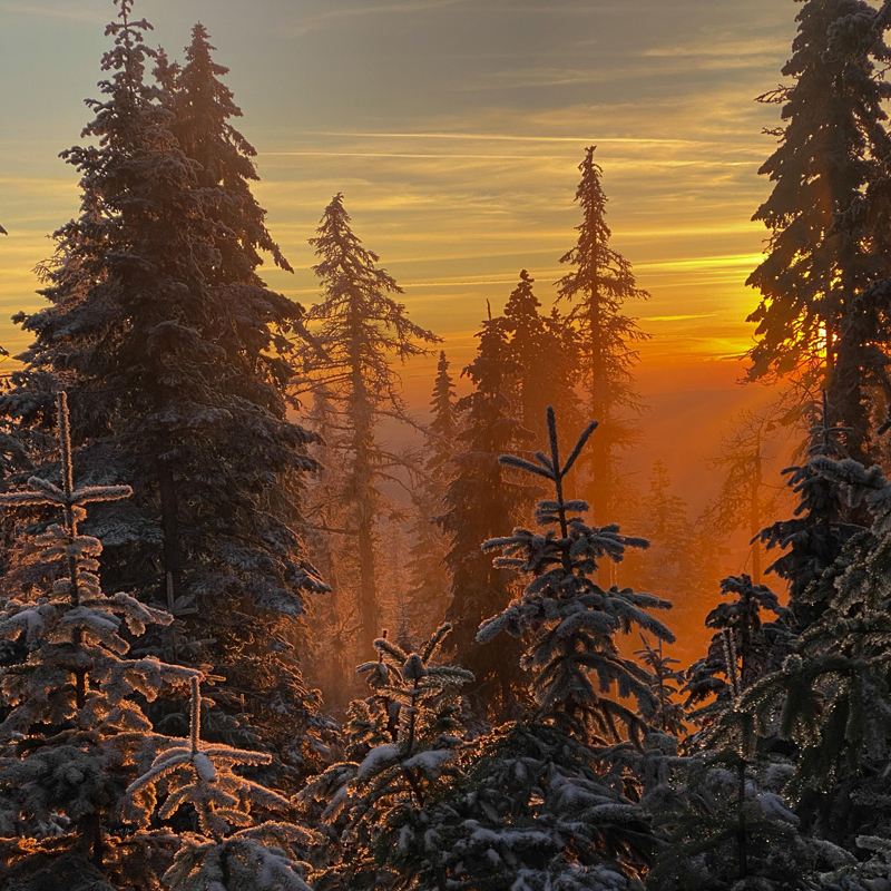 Please wait while picture loads