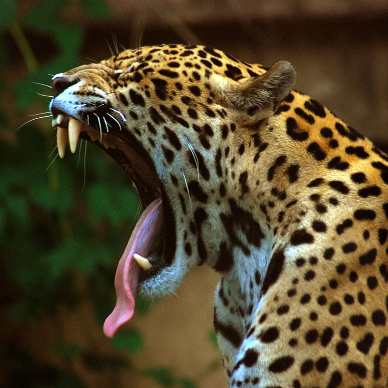 Please wait while picture loads