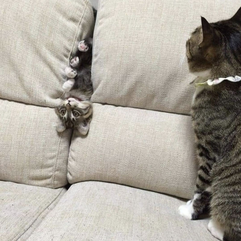 Please wait while picture loads