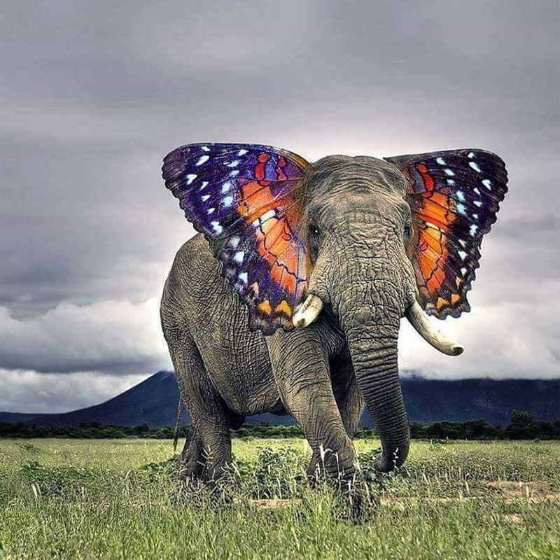 Please wait while picture loads